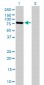 MFN2 Antibody (monoclonal) (M03)